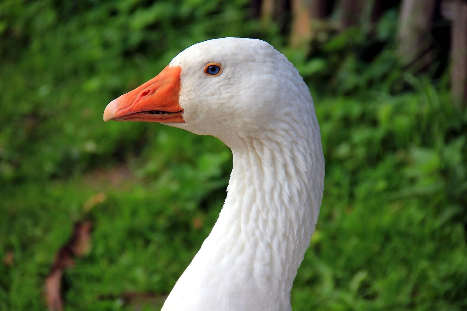 Goose Close-up